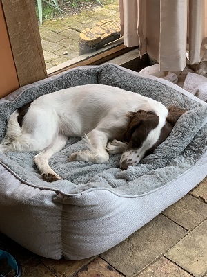Kerry's dog, Bella, doesn't seem that bothered that she's working from home...